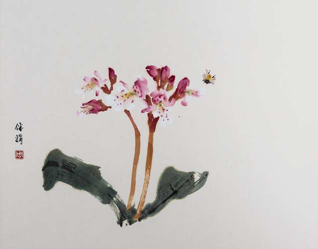 Small Round Leaved Orchid - 1998